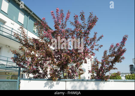 Malus X moerlandsii, Crab apple Stockfoto