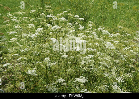 Pimpinella große und größere Burnet Steinbrech Stockfoto