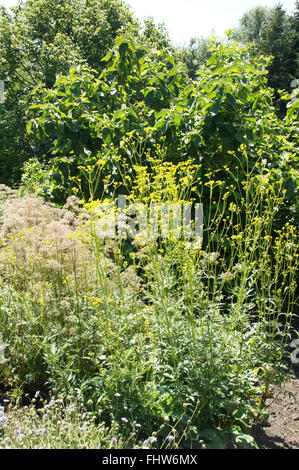 Patrinia Scabiosifolia, gelbe patrinia Stockfoto