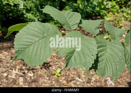 Ulmus Glabra, Berg-Ulme Stockfoto