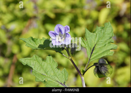 Nicandra Physaloides, Shoo – Fly Pflanze Stockfoto