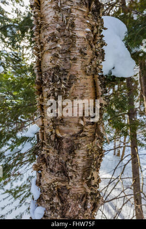 Gelb-Birke, Betula Alleghaniensis, Baum mit peeling gelb-Bronze Rinde, Bild Rocks National Lakeshore, Michigan, USA Stockfoto