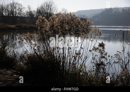 Solidago Canadensis, Goldrute, Samen Stockfoto