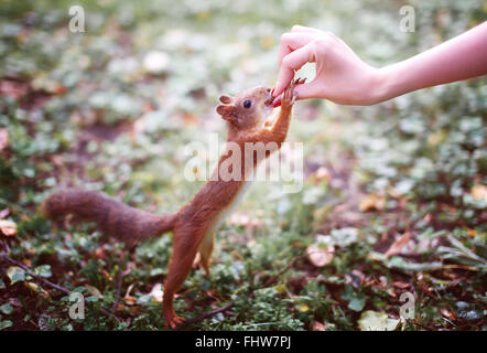 Eichhörnchen Essen Mutter aus der Hand nehmen Stockfoto