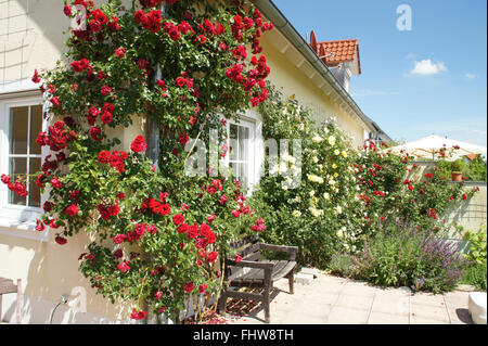 Rosa, Kletterer Rose, Spalier Stockfoto