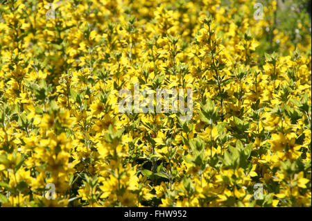 Lysimachia Trommler, Gilbweiderich Stockfoto