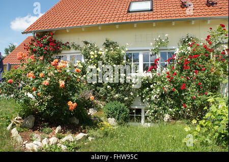 Rosa, Kletterer Rose, Spalier Stockfoto