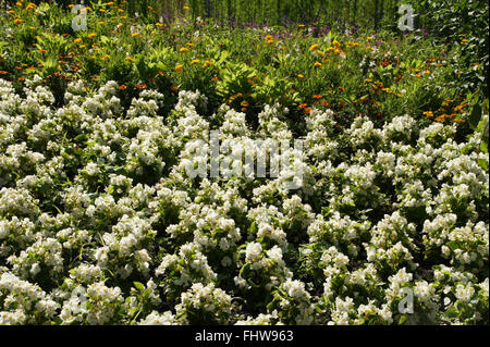 Begonia semperflorens Stockfoto