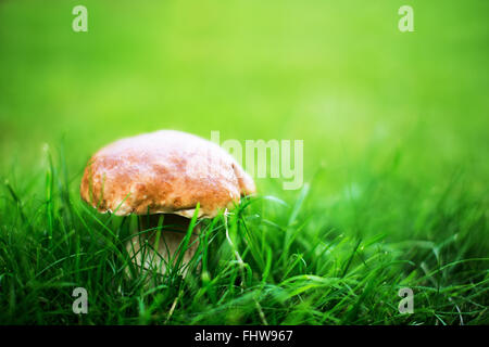 Steinpilze Pilze im Rasen auf einem schönen natürlichen cremig Hintergrund. Geringe Schärfentiefe Stockfoto