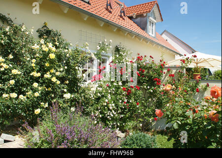 Rosa, Kletterer Rose, Spalier Stockfoto