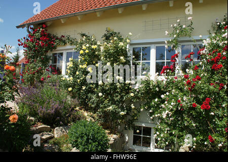 Rosa, Kletterer Rose, Spalier Stockfoto