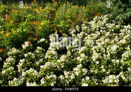 Begonia semperflorens Stockfoto