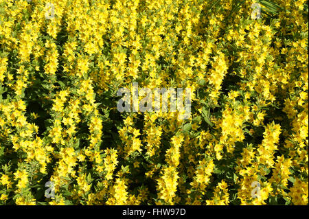 Lysimachia Trommler, Gilbweiderich Stockfoto