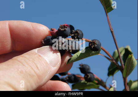 Amelanchier Ovalis, Shad Busch Stockfoto