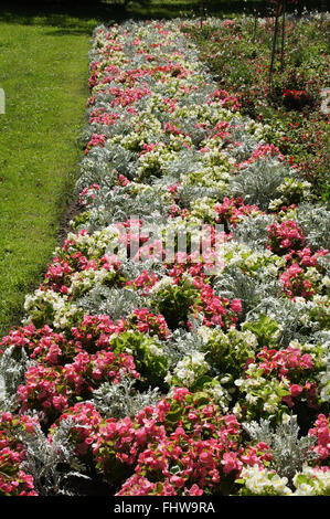 Begonia semperflorens Stockfoto