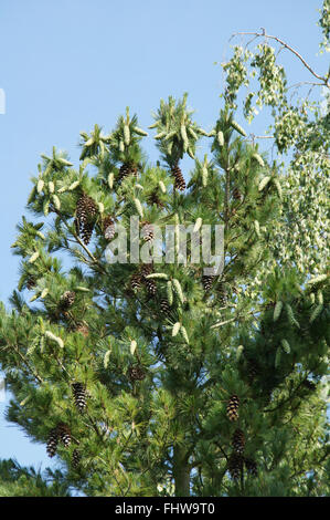 Pinus Peuce Mazedonische Kiefer Stockfoto