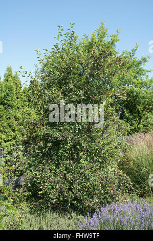 Amelanchier Ovalis, Shad Busch Stockfoto