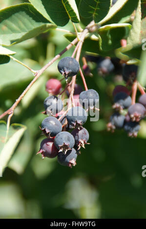 Amelanchier Ovalis, Shad Busch Stockfoto