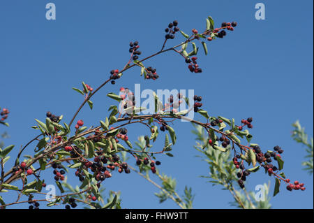 Amelanchier Ovalis, Shad Busch Stockfoto