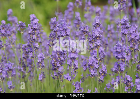 Lavandula Officinalis, Lavendel Stockfoto