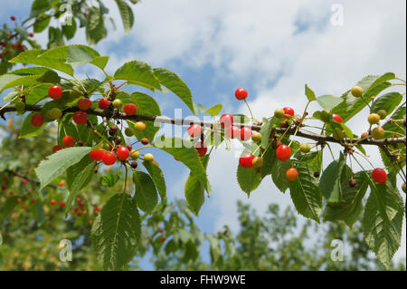 Prunus Avium, Vogelkirsche, Süßkirsche Stockfoto