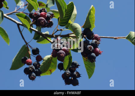 Amelanchier Ovalis, Shad Busch Stockfoto