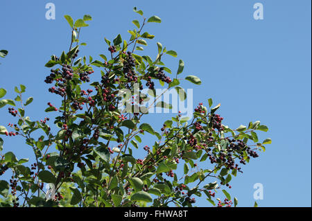 Amelanchier Ovalis, Shad Busch Stockfoto