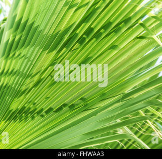 Frische Palmblätter grüne. Hautnah. Stockfoto