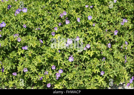 Geranium Pratense Rozanne, Wiese Storchschnabel Stockfoto