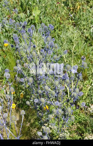 Eryngium Planum Blaukappe, Meer holly Stockfoto