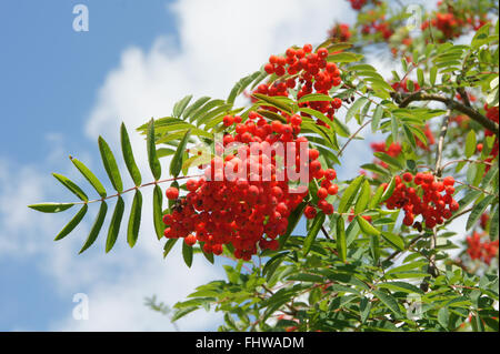 Sorbus Aucuparia, Rowan Stockfoto
