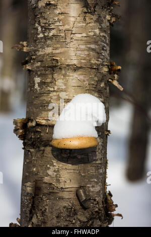 Die Tschaga mit Schnee Hut auf Gelb Birke, Betula Alleghaniensis Bild Rocks National Lakeshore, Michigan, USA Stockfoto