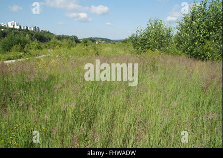 Calamagrostis Epigejos, Holz klein-reed Stockfoto