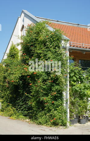 Campsis Radicans, Trumpet vine Stockfoto