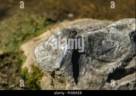 Libellula Depressa, breit-bodied chaser Stockfoto