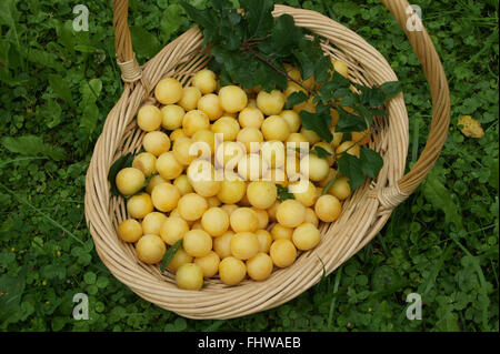 Prunus Domestica var. Syriaca, Mirabell Stockfoto