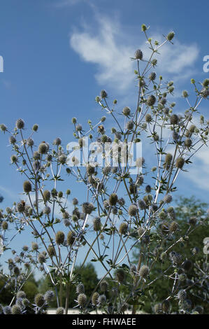Eryngium Planum Blaukappe, Meer holly Stockfoto