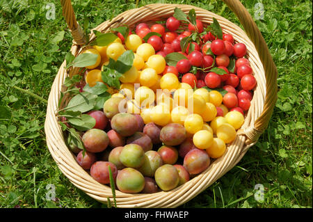 Prunus Domestica, Pflaumen Stockfoto