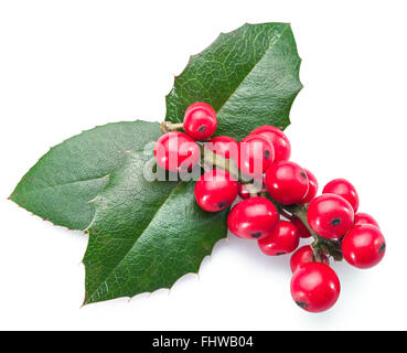 Stechpalme (Ilex) Blätter und Früchte auf einem weißen Hintergrund. Stockfoto