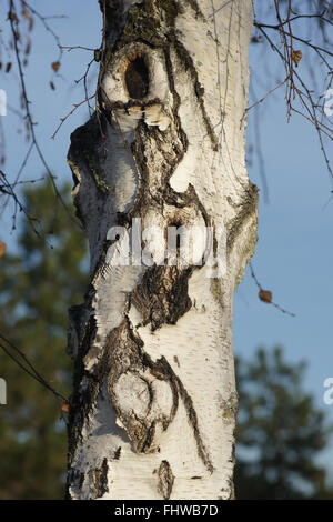 Betula verzweigt, Birke, Wunde Holz Stockfoto