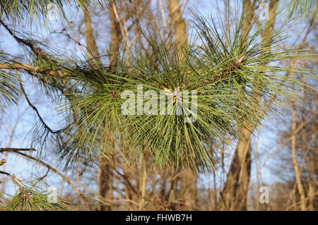 Pinus Ponderosa, Ponderosa pine Stockfoto