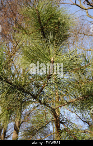 Pinus Ponderosa, Ponderosa pine Stockfoto