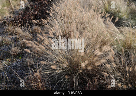 Alopecuroides Lampenputzergras, Fountain grass Stockfoto