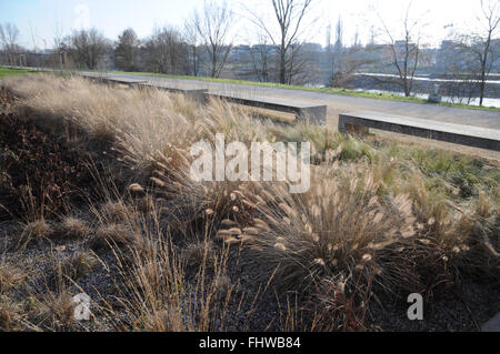 Alopecuroides Lampenputzergras, Fountain grass Stockfoto