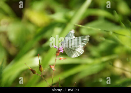 Pieris Brassicae, Kohl Schmetterling Stockfoto