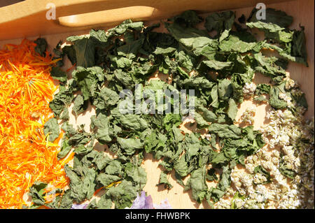 Mentha X piperita, Pfefferminze, trockene Blätter Stockfoto