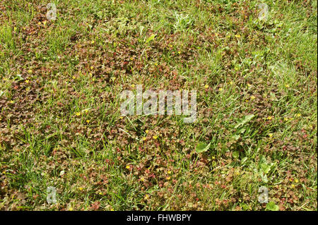 Oxalis Corniculata, Creeping woodsorrel Stockfoto