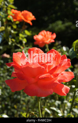 Rosa Harkness Alexander, Hybrid Rose Stockfoto