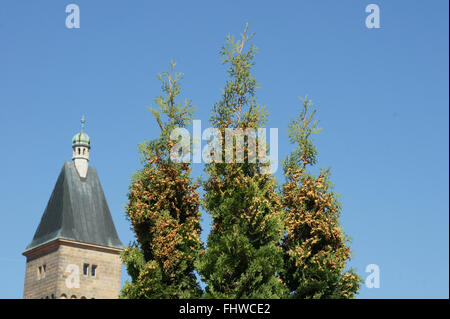 Thuja Occidentalis, weiße Zeder, mit Samen Stockfoto