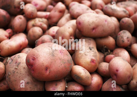 Haufen von Bio-frisch geerntete Kartoffeln Stockfoto
